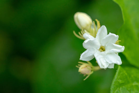 World of Scent : Jasmine