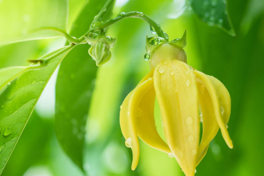 World of Scent : Ylang Ylang