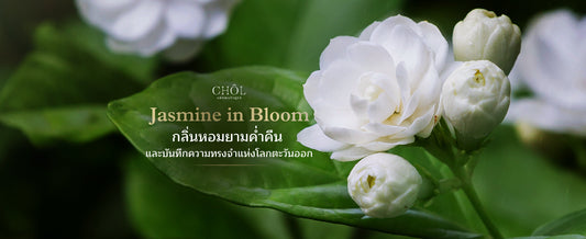 Jasmine in Bloom: กลิ่นหอมยามค่ำคืน และบันทึกความทรงจำแห่งโลกตะวันออก
