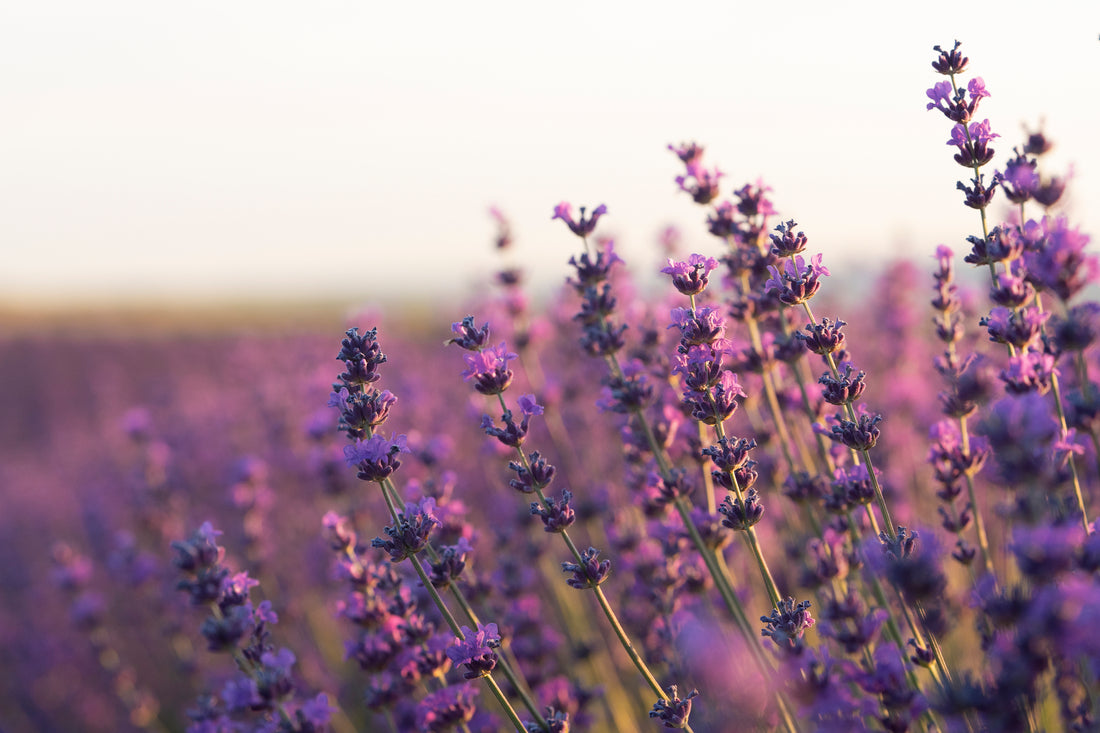 World of Scent : Lavender