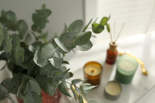 World of Scent : Eucalyptus